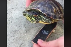 「喔喔！我居然也有這一天啊！」把龜龜給放上滑板，馬上得到三倍速！