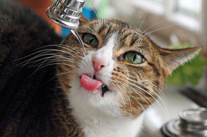 貓咪不喜歡喝水怎麼辦？簡單10招讓不愛喝水的貓咪也能天天補充足夠的水分！