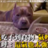 主人吃好料沒牠的份，汪星人怨念超深「氣呼呼」＃蓋子一直飛超爆笑