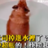 「吐司柯基」泡水變超膨脹！？超大塊根本是「實胖」啊...誰快把牠撈起來！