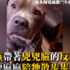 超級反差萌！霸氣臉鬥牛梗想要馬麻陪散步...狂歪頭撒嬌誰抗拒得了！＃狗界李榮浩