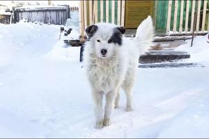 流浪狗在-15℃為男孩取暖三天三夜，男孩得救後牠卻消失不見…