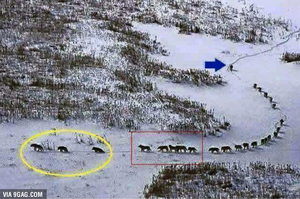 原來狼的移動陣型也是有學問的？看看狼是如何在冰天雪地之下有序的移動吧！