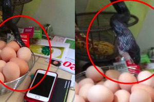 網友發現ㄧ條蛇在偷吃雞蛋！結果接下來她的善心舉動，讓大家感動到不行！