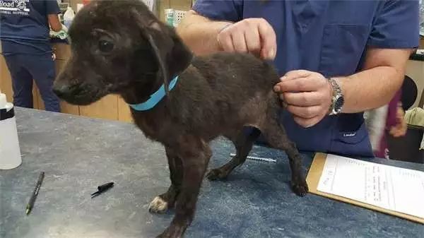 以為死期將至 兩隻重病狗狗相互依偎 我們什麼都沒有了