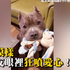 以為鬥牛犬很兇，沒想到叼著娃娃歪頭賣萌求陪玩的樣子....心都融化啦！！（影片）