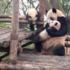 熊貓媽媽對小孩「超級粗魯」！超狂舉動讓網友笑翻：「終於知道為什麼差點絕種」