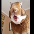 「重複看二十次了...」魔性肥嘴嘴與舌頭，兔子吃飯意外好看！網友：「最後也太療癒！」