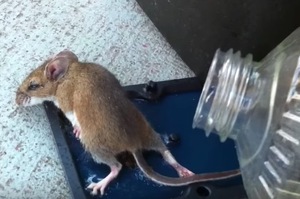 男子倒油拯救被黏住的老鼠，但老鼠獲救後的行為讓他大喊後悔，氣到跳腳！