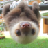 樹懶怎麼叫？樹懶寶寶的「超奇特」叫聲，真的讓人一秒笑噴！ ＃請開聲音