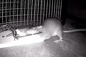 老鼠被陷阱夾到，怎麼看都完蛋了，沒想到這隻不是普通老鼠啊！！！