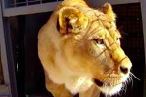 被馬戲團關13年的獅子重獲自由，牠「第一次踏到土地」的表情...所有人看了忍不住落淚！！