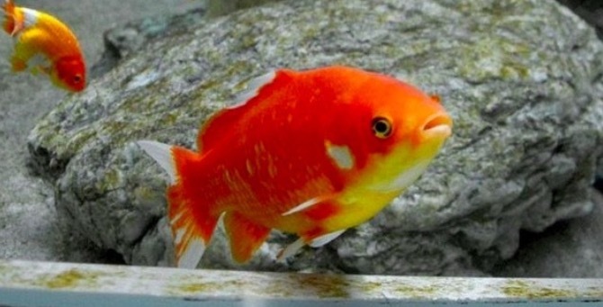 小魚原本被當飼料 不斷努力吃魚皮進化 花6年成為沒人敢惹的 小魚原本被當飼料 不斷努力吃魚皮進化 花6年成為沒人敢惹的