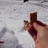 在「30公分厚」的雪地丟零食，柴柴傻傻衝去撿，萌樣融化眾人