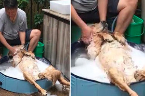 網友曬出爸爸幫黃金洗澡的照片，網友笑噴：一看就知道狗狗在家地位！