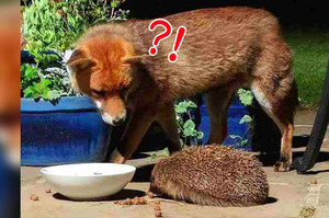 狐狸和刺猬成為朋友，每天晚上共進晚餐(附影片)