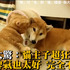 柴柴脾氣超級好，被咬還狂撒嬌！柴：這種愛你們不懂