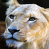 園方失誤釀悲劇？動物園獅子奶奶在年輕公獅遷入籠子後竟一命嗚呼！