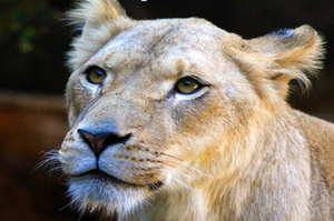 園方失誤釀悲劇？動物園獅子奶奶在年輕公獅遷入籠子後竟一命嗚呼！