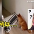 奴才表演把自己變不見柴犬尷尬無言又傻眼