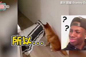 奴才表演把自己變不見柴犬尷尬無言又傻眼