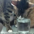 貓咪應該喝多少水？一天要消耗多少熱量？吃多少？(內含影片)