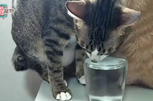 貓咪應該喝多少水？一天要消耗多少熱量？吃多少？(內含影片)