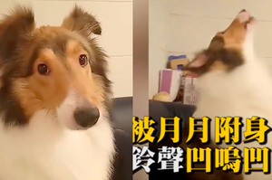 牧羊犬ㄧ聽到電話響，就學月月「吹狗螺」#提醒主人接電話 #叫聲好特別 