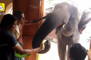 大象常去居民家做客，還被熱情招待跟人嘻嘻哈哈