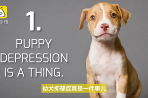 狗狗知識：來自醫生的養小狗前的「7個建議」，一定都要緊記於心喔！