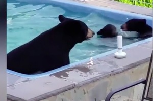 萌翻注意！熊媽媽帶熊寶寶偷偷溜進後院泳池玩