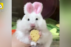 超可愛！粉紅色耳朵的兔子啃奶酪