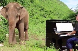 英國鋼琴家為眼盲的大象彈奏一曲，網：感動到哭的畫面