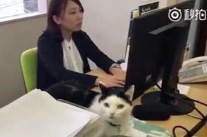 貓奴老闆！日本一辦公室允許養貓，還能拿「養貓津貼」