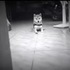 一位飼主跟自家柴犬，獨自在家時錄到的搞笑「恐怖片橋段」