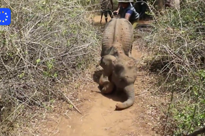 斯里蘭卡發現一小象被拋棄，瘦骨嶙峋腿變形