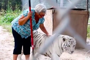 世界最猛老奶奶，一個人養一隻老虎和兩頭熊