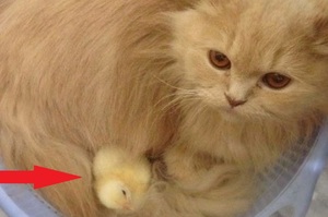 溫柔的橘貓媽媽親自收編兩隻無家可歸的小雞，甚至還會幫牠們舔舔理毛呢♥♥♥