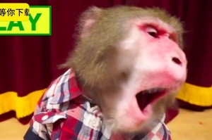 小猴子第一次吃薄荷糖，被涼到上腦的表情超魔性