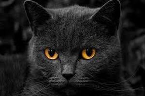 終結流言！10個原因告訴你「黑貓」不會不吉利，反而有著非常獨特可愛的一面！
