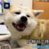秋田犬戀上女醫生，看病時一臉幸福 ！