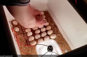 網友在家孵雞蛋，小雞破殼那刻超驚喜 ！