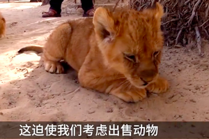 世界最慘動物園，窮到賣獅子寶寶還債