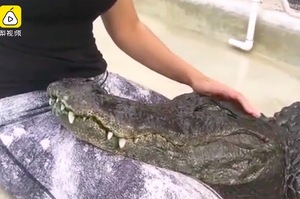 一隻享受膝枕的鱷魚，超乖巧像狗狗一樣享受摸摸