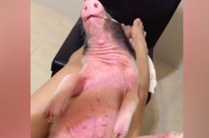 洗澡後的豬豬，爽躺麻麻腿等麻麻替牠吹乾身體。