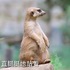 動物界里的實力「獴爸」，看完不忍佩服爸爸真偉大