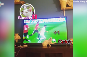 貓咪也瘋世界杯？原來是看上電視機裡面那顆會動的足球啦！