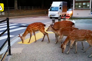 超聰明！鹿群看到綠燈，竟然會自己過馬路！