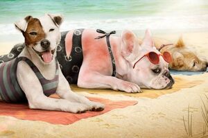 《夏天防曬知多少》狗狗會不會曬傷？酷熱夏天，愛犬防曬的基本知識狗主人一定要知道！