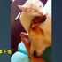 畫面太美不敢看！狗舔人時貓一邊舔狗